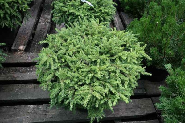 Растение Ель/ Picea abies Pumila Glauca С5, D 20-30