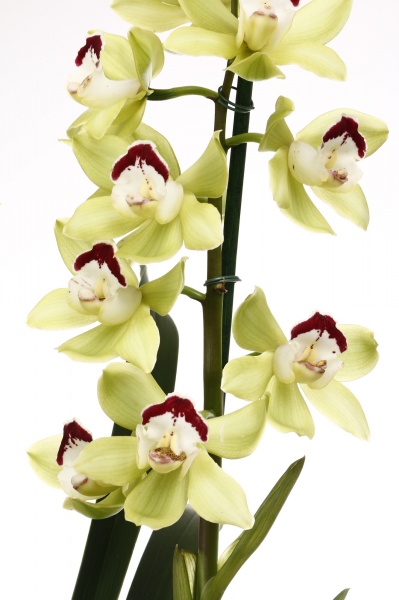 Растение комнатное Цимбидиум 14х65 см 2 ствола микс