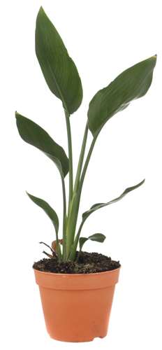 Рослина кімнатна Стреліція 12x40 см