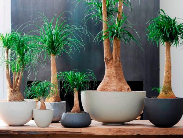 Растение Бокарнея (нолина) 9х30 см