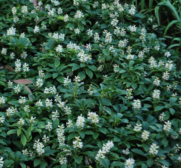 Растение Пахисандра Грин Шин / Green Sheen С3 /Н 10