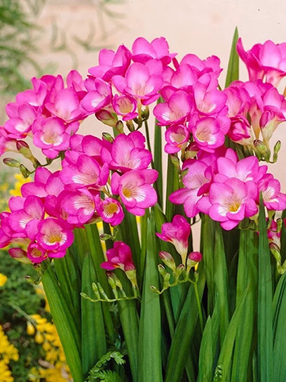 Бульбоцибулина TUBERBULB Export B.V. фрезії простої рожевої 5 шт.