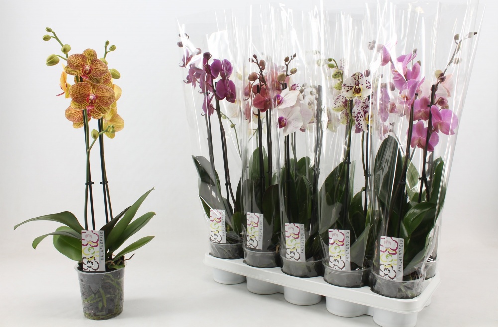 Растение комнатное Фаленопсис 2 ствола д12 высота 60-70