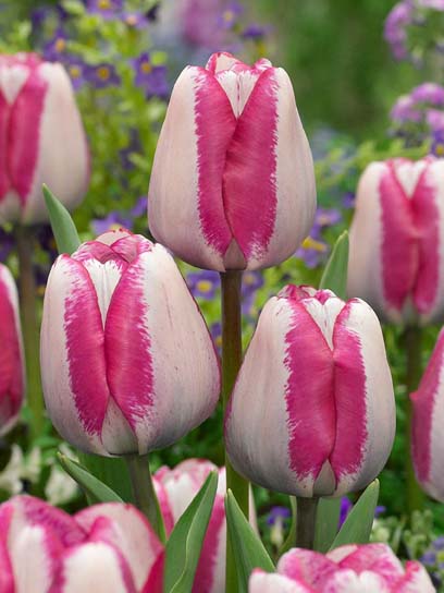 Луковица тюльпана триумф Хотпенс 3 шт. 