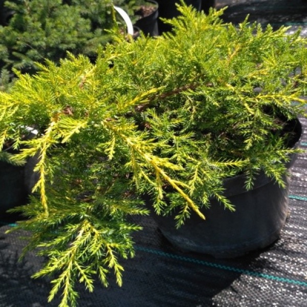 Растение Можжевельник средний Gold Star (V21-S23 30+ C7.5)