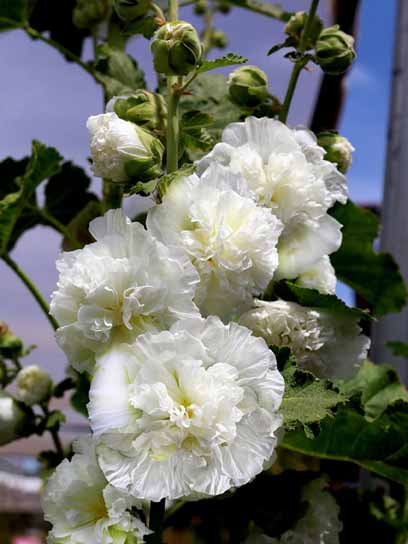 Корневище мальвы махровой белой 1 шт. 