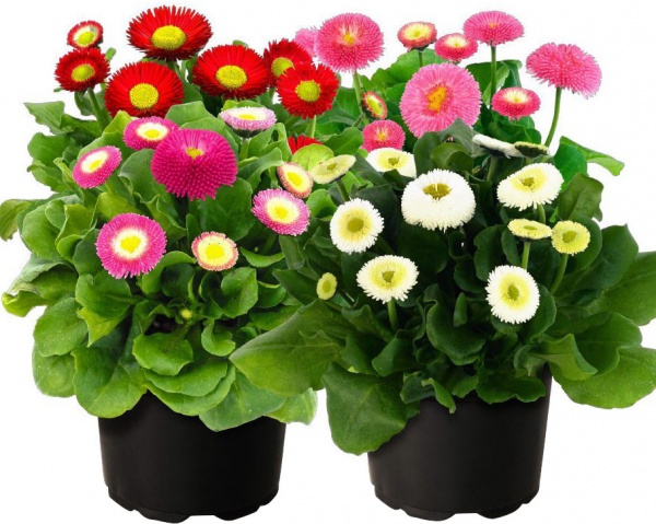 Растение декоративное Маргаритка