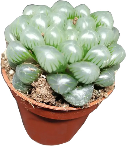 Сукулент Хавортія Cooperi мікс d5/h7