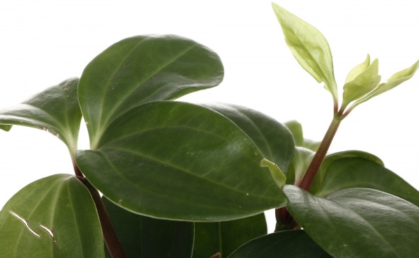 Рослина кімнатна Плантмікс 09//20