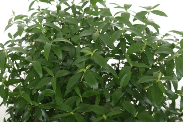 Растение Мирт communis на штамбе 12/30