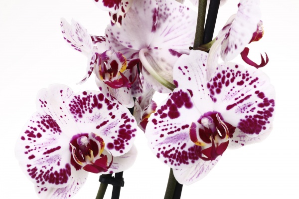 Растение Фаленопсис 12/75 2 гг элит микс