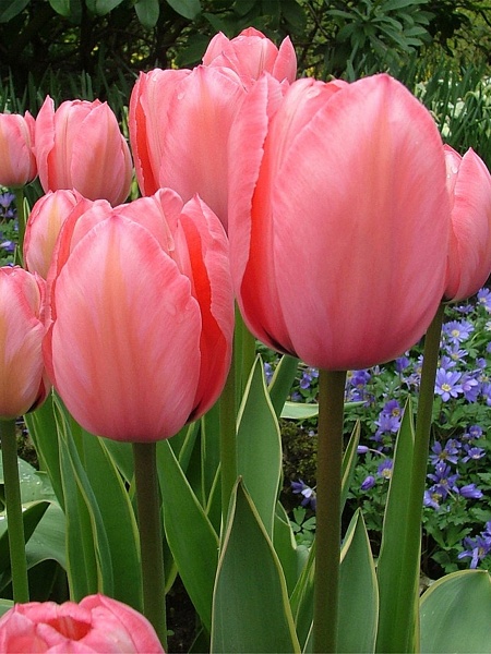 Луковица TUBERBULB Export B.V. тюльпана Дарвина Дизайн Импрешион 3 шт. 