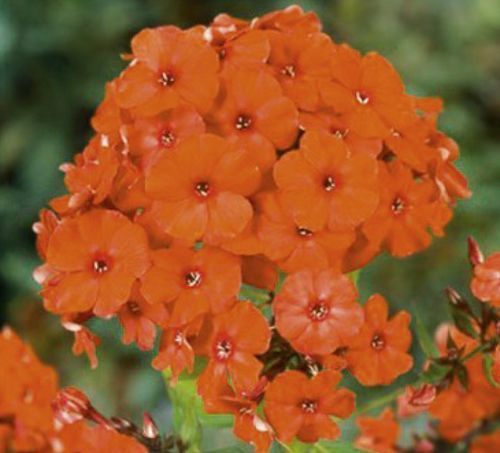 Корневище Яскрава Флокс Orange Perfection 1 шт. 