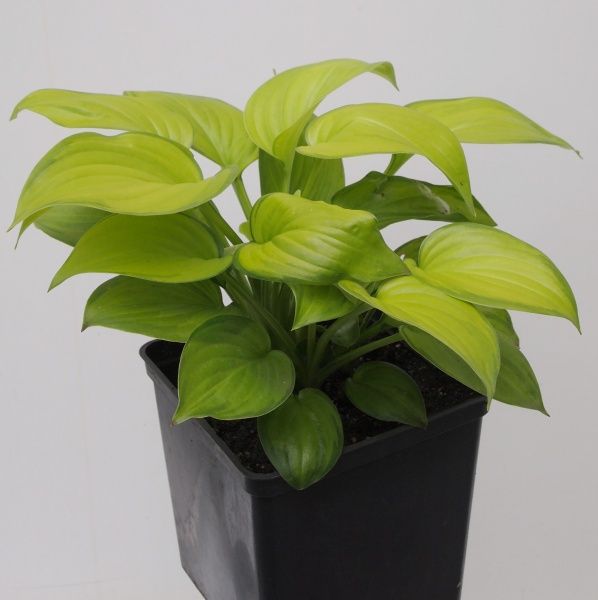 Саджанець хоста Guacamole (С3)