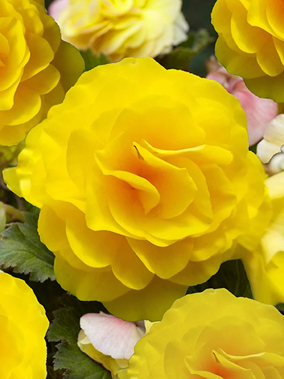 Бульба TUBERBULB Export B.V. бегонії повної жовтої 1 шт.