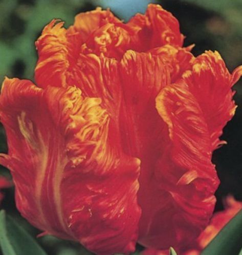 Цибулина Яскрава Тюльпан папуговий Orange Favorit 3 шт.