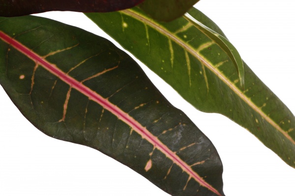 Рослина кімнатна Кротон 08/15 мині
