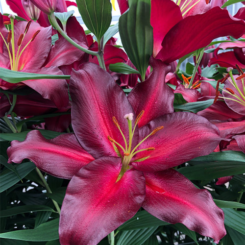 Луковица Яскрава Лилия гигант Avinger 