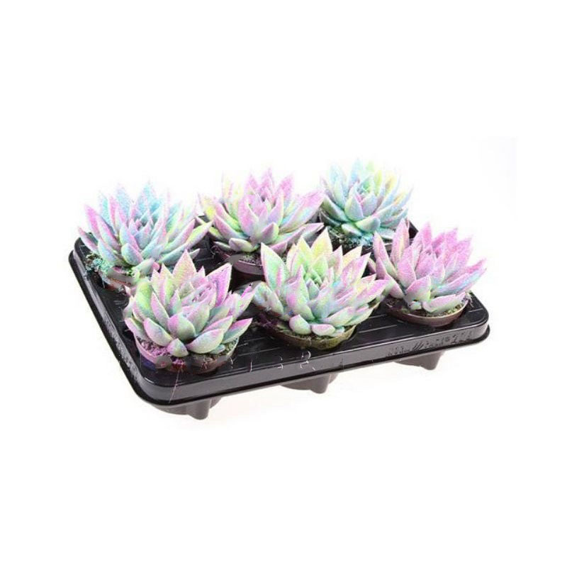 Растение Эхеверия 10х12 Miranda крашеная Multi Glitter микс