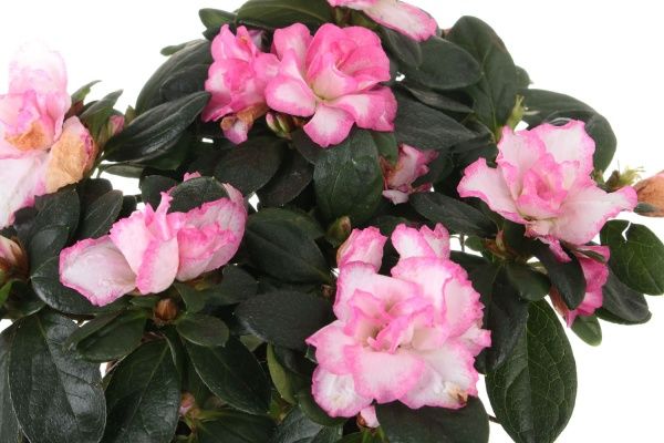 Растение Азалия микс 12х25 см