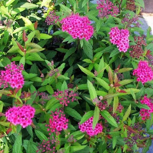 Растение Таволга японская Dart's Red (V21-F21 25-30 C3)