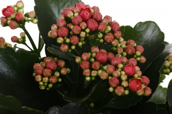 Растение комнатное Каланхоэ микс 15/27