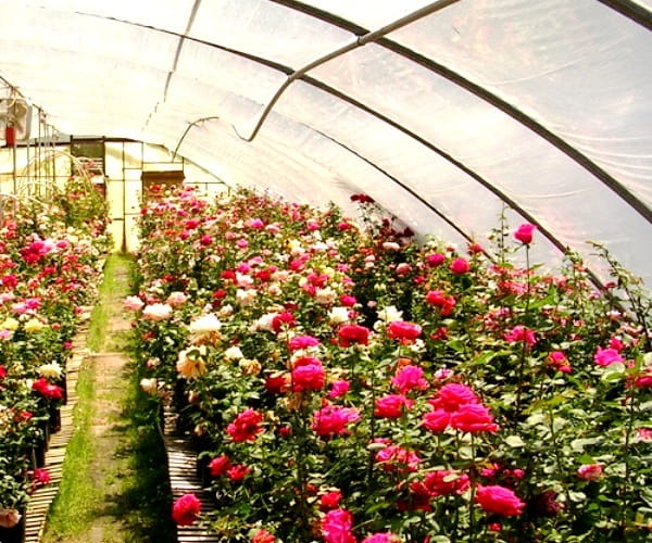 Роза парковая в ассортименте /Rosa С5, 7.5