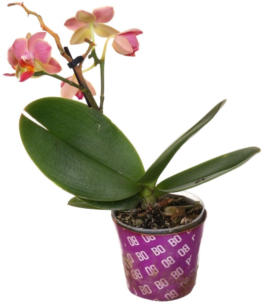 Рослина Фаленопсіс міні мікс 6/20