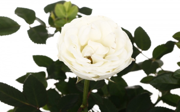 Рослина кімнатна Троянда Парад мікс 10/25