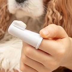 Здоров'я тварин