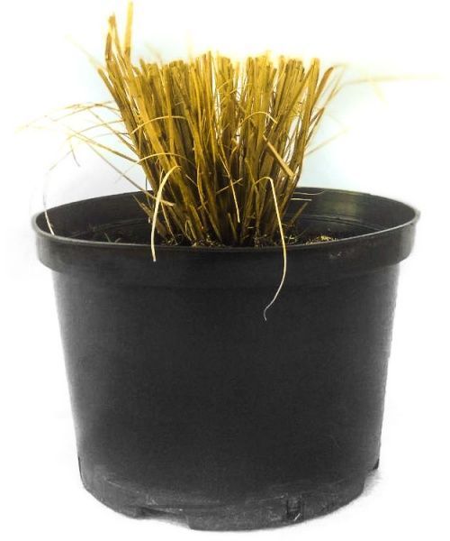 Саджанець MegaPlant Пеннісетум лисохвостоподібний Hameln С4 5-10 см