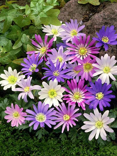 Корнеклубень анемоны Бланда 7 шт. 