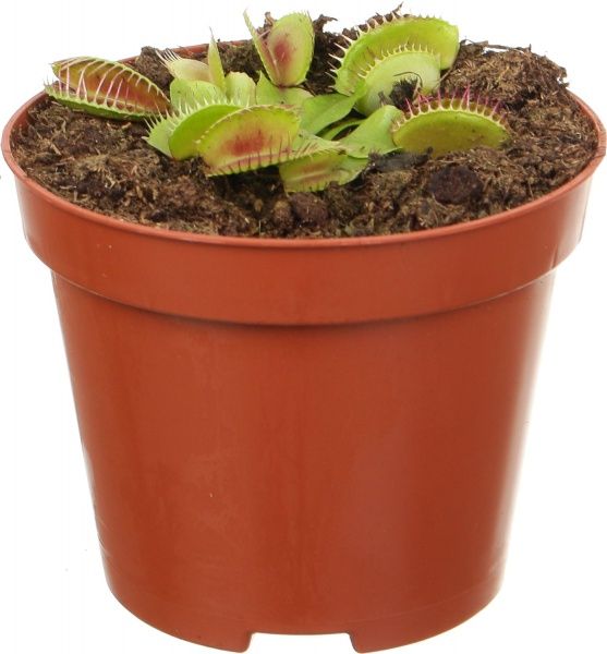 Рослина Діонея muscipula 9х10 см