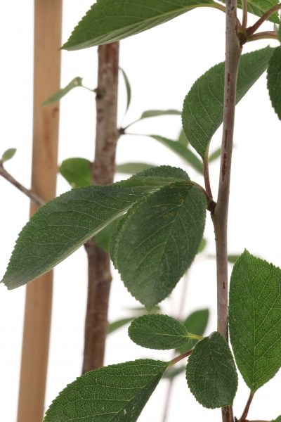 Саженец Декоплант вишни 2р (C7)