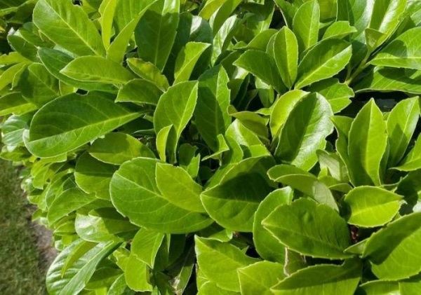 Растение Лавровая лечебная / Prunus laurocerasus C5