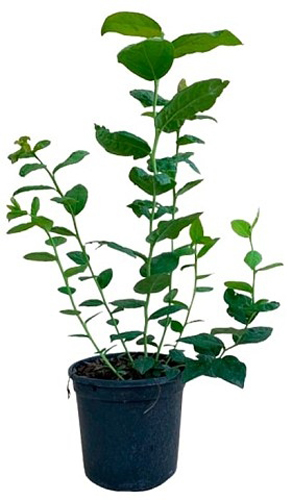 Саженец Голубики Стандарт