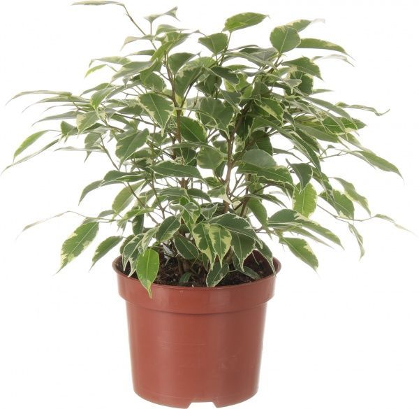 Растение Фикус benj. Kinky 12х30 см