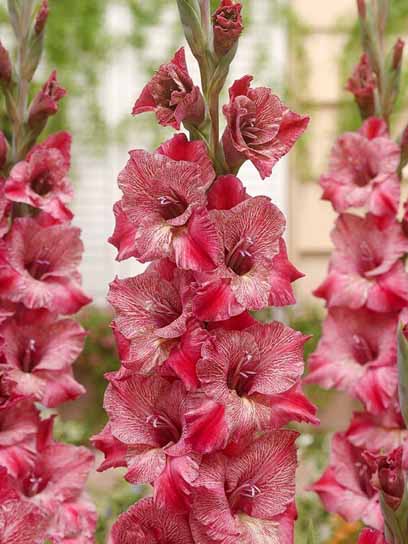 Клубнелуковица гладиолуса Мисти Мэйт 3 шт. 