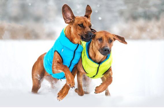 Куртка Airy Vest двухсторонняя для собак S35 салатово-голубая