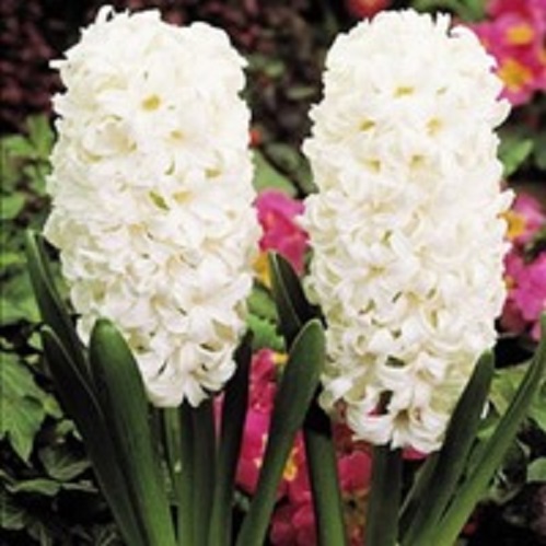 Луковица Гиацинт восточный Карнеги 3 шт. 