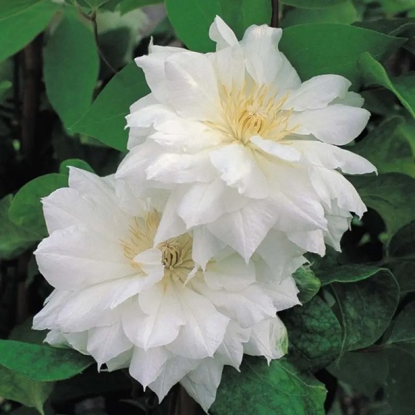 Саженец Клематис Duchess of Edinburgh (K23-S23 h40-60 C2)