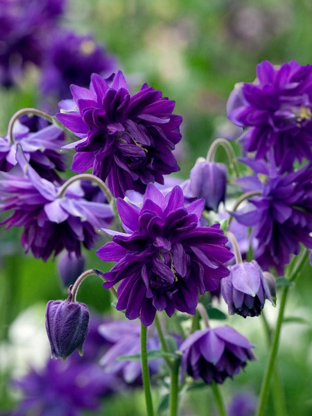 Корневище аквилегии Блу Барлоу 1 шт. 