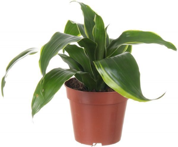 Растение Драцена Compacta 12х25 см