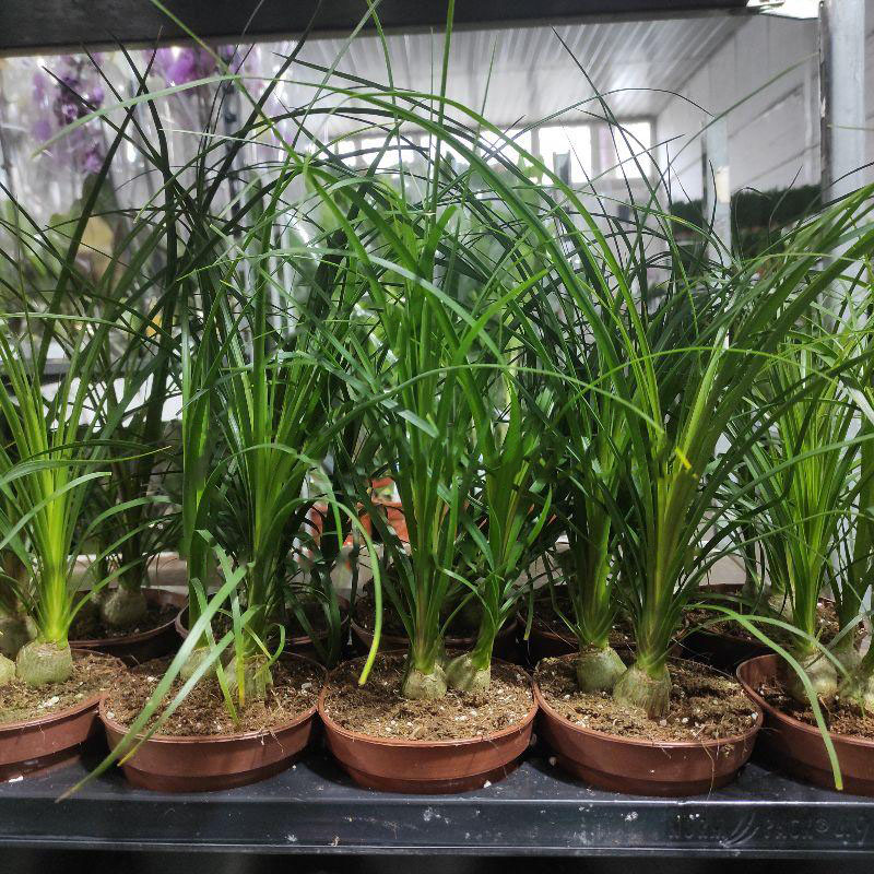 Растение Нолина 12х30 3 луковицы