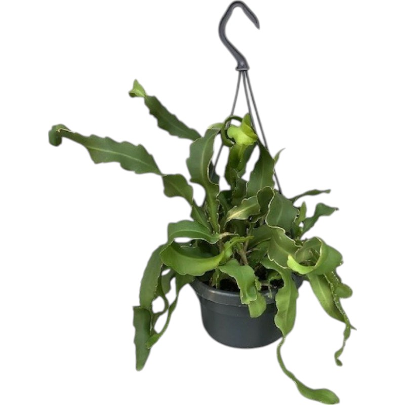 Рослина Епіфілум 14х30 Guatamalense у підвісі