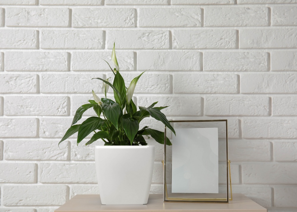 Вазон пластиковый пластик Quadrato 22x22x21 квадратный белый 5,4 л Plastkon (239861)