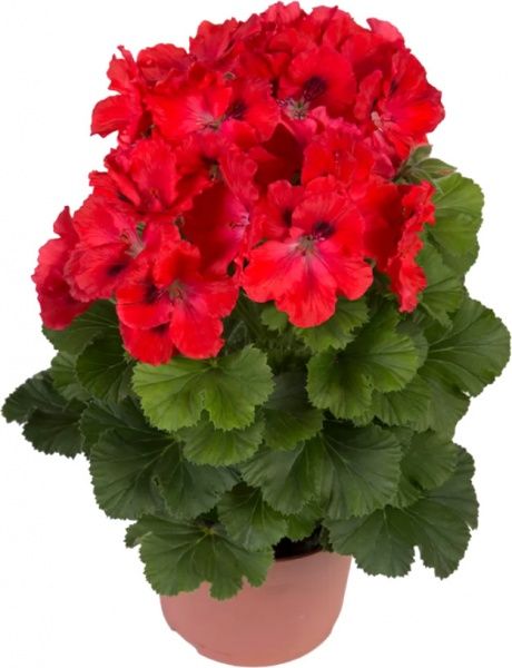 Растение комнатное Пеларгония d11