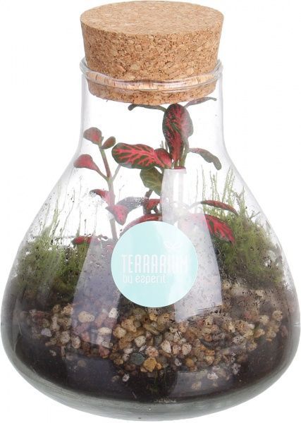 Террариум в бутылке 10x14 см