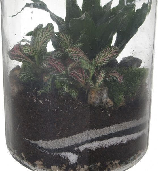 Растение декоративное Террариум в бра 27/40