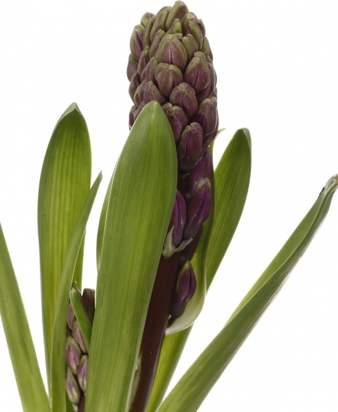 Рослина кімнатна Гіацинт мікс d7